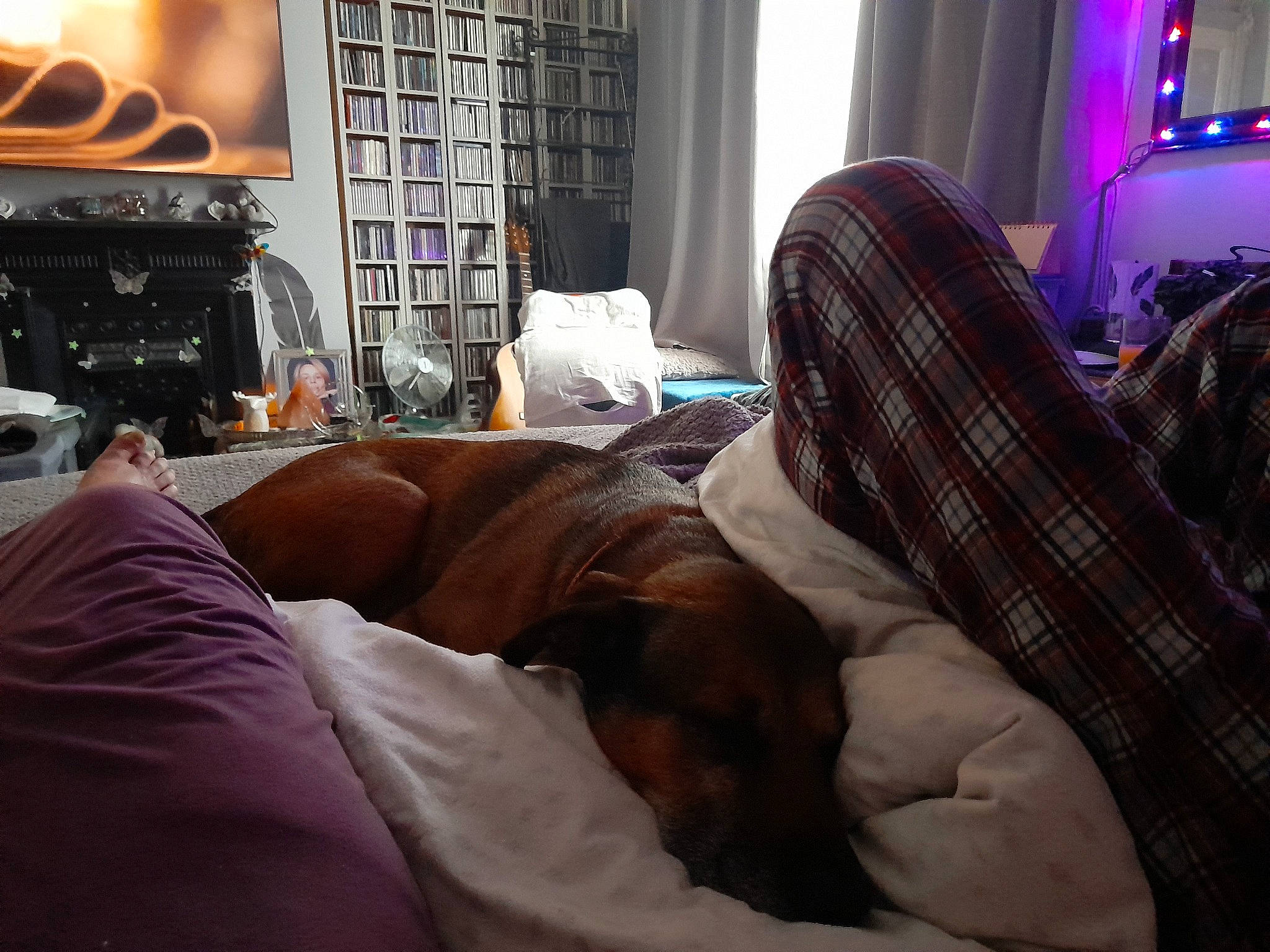 Ben is registered to the contest to win money with this photo: bedroom, carnivore, comfort, companion_dog, couch, curtain, dog, dog_breed, fawn, flooring, hardwood, house, lamp, linens, liver, living_room, picture_frame, tartan, window, wood