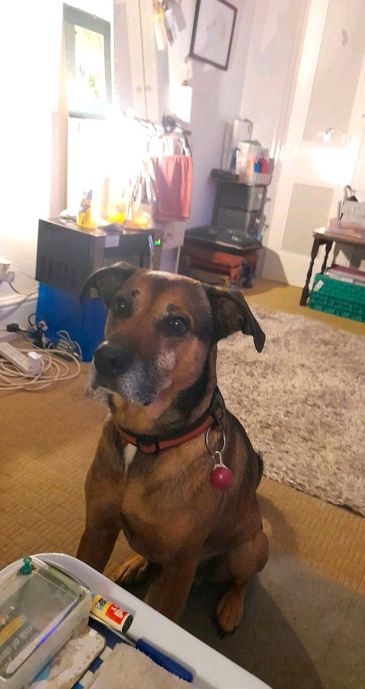 Ben is registered to the contest to win money with this photo: carnivore, chair, collar, companion_dog, dog, dog_breed, dog_collar, dog_supply, fawn, floor, flooring, fur, hardwood, lamp, pet_supply, picture_frame, snout, sporting_group, wood, working_animal