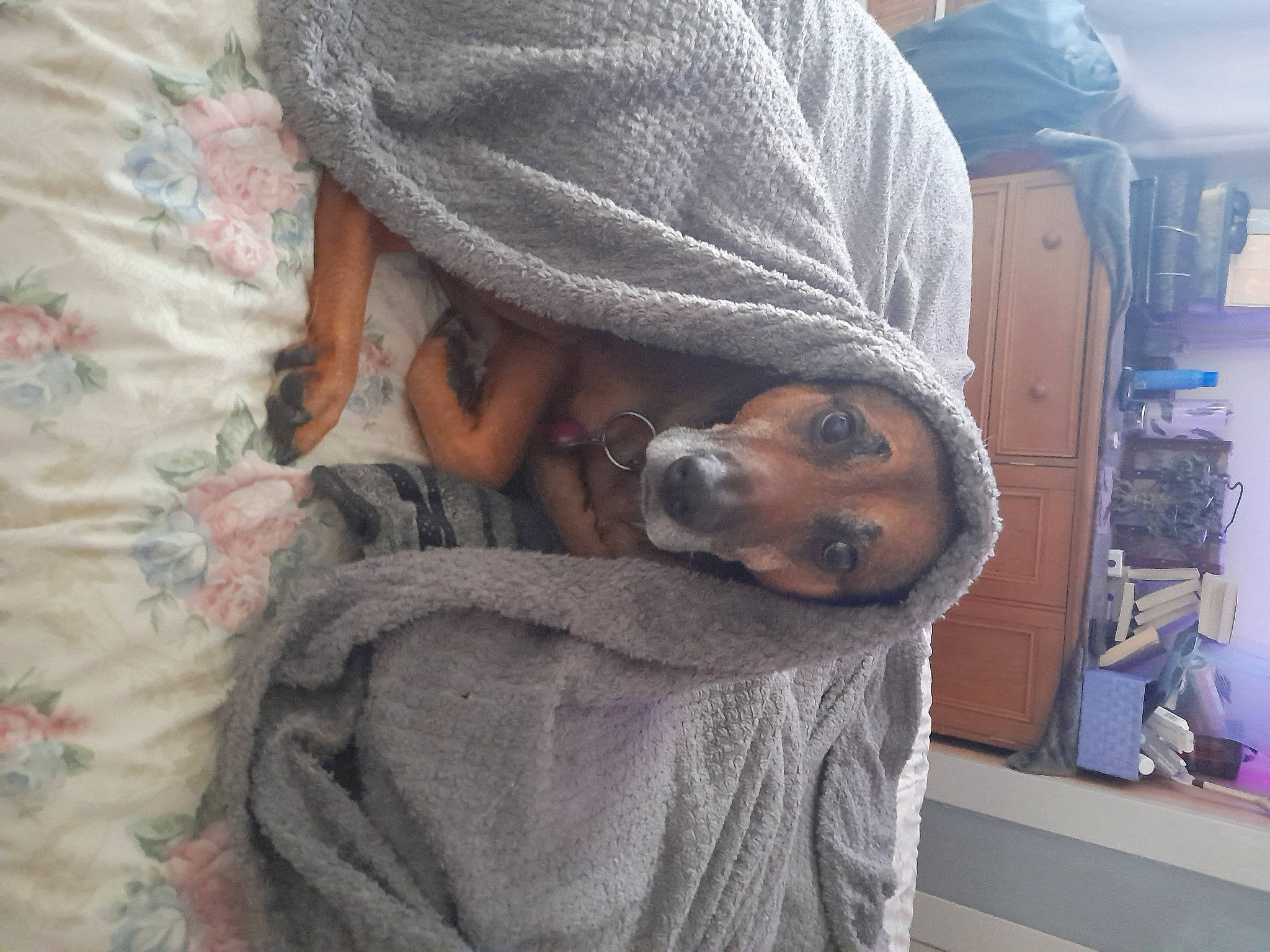 Ben joined the competition — help win amazing prizes! canidae, carnivore, comfort, companion_dog, denim, dog, dog_breed, fur, grey, linens, nap, sitting, sleep, sporting_group, wool, working_animal