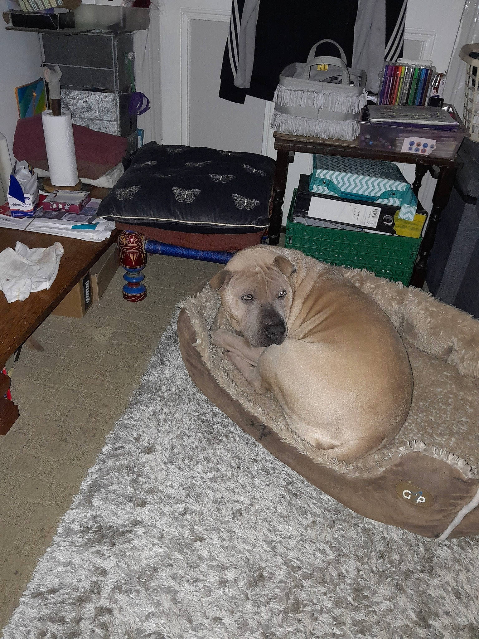 Honey. is registered to the contest to win money with this photo: canidae, carnivore, comfort, companion_dog, dog, dog_bed, dog_breed, fawn, felidae, flooring, fur, grey, hardwood, linens, room, small_to_medium_sized_cats, sporting_group, television, wood, working_animal