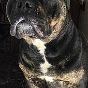 Buddy is registered to the contest to win money with this photo: dog, brindle, pet, indoor, portrait, canine, animal, fur, face, ears, eyes, paws, white_chest_patch, looking_up, floor, tile, shadow, closeup, muzzle, nostrils