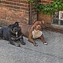 dog, dogs, black_dog, brown_dog, pets, animals, outdoor, concrete, brick_wall, green_leaves, resting, lying_down, two_animals, canine, nature, sunlight, daytime, relaxed, companions, sidewalk