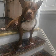 Bruce joined the competition — help win amazing prizes! dog, indoor, stairs, brown, white, tile_floor, kitchen, cabinet, pet, animal, step, collar, floor, wall, door, house, domestic, canine, resting, looking