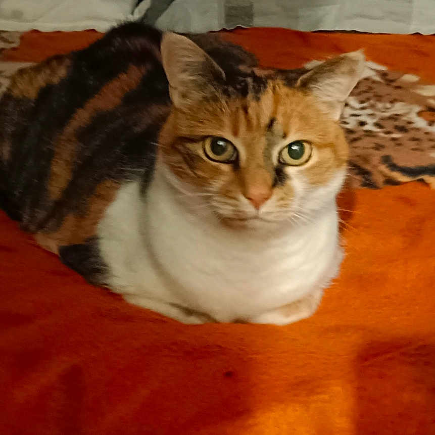 Violette a rejoint le concours — aidez-le/la à gagner de superbes lots ! abyssinian, animal, art, cat, collage, computer, computerhardware, computerkeyboard, electronics, hardware, indoors, kitten, laptop, manx, monitor, pc, pet, screen, siamese, text