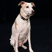 Kiss participe au concours pour gagner de l'argent avec cette photo : dog, sitting, collar, pet, canine, white, brown, studio, portrait, animal, indoor, alert, looking_away, paw, ears, short_hair, domestic_animal, black_background, obedient, calm