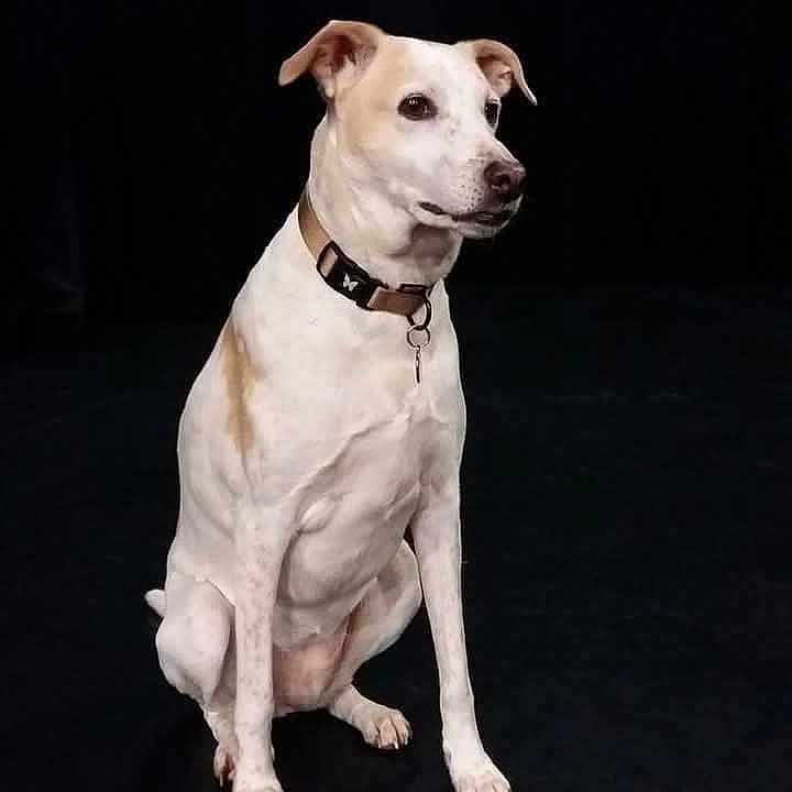 Kiss participe au concours pour gagner de l'argent avec cette photo : alert, animal, black_background, brown, calm, canine, collar, dog, domestic_animal, ears, indoor, looking_away, obedient, paw, pet, portrait, short_hair, sitting, studio, white