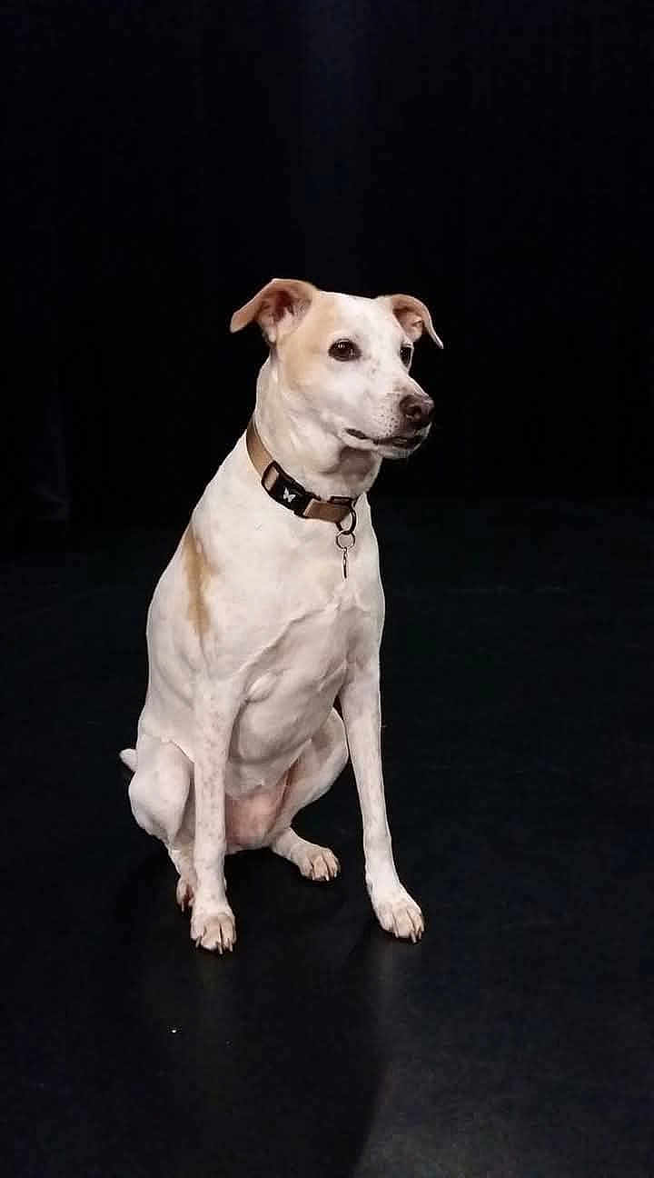 Kiss participe au concours pour gagner de l'argent avec cette photo : dog, sitting, collar, pet, canine, white, brown, studio, portrait, animal, indoor, alert, looking_away, paw, ears, short_hair, domestic_animal, black_background, obedient, calm