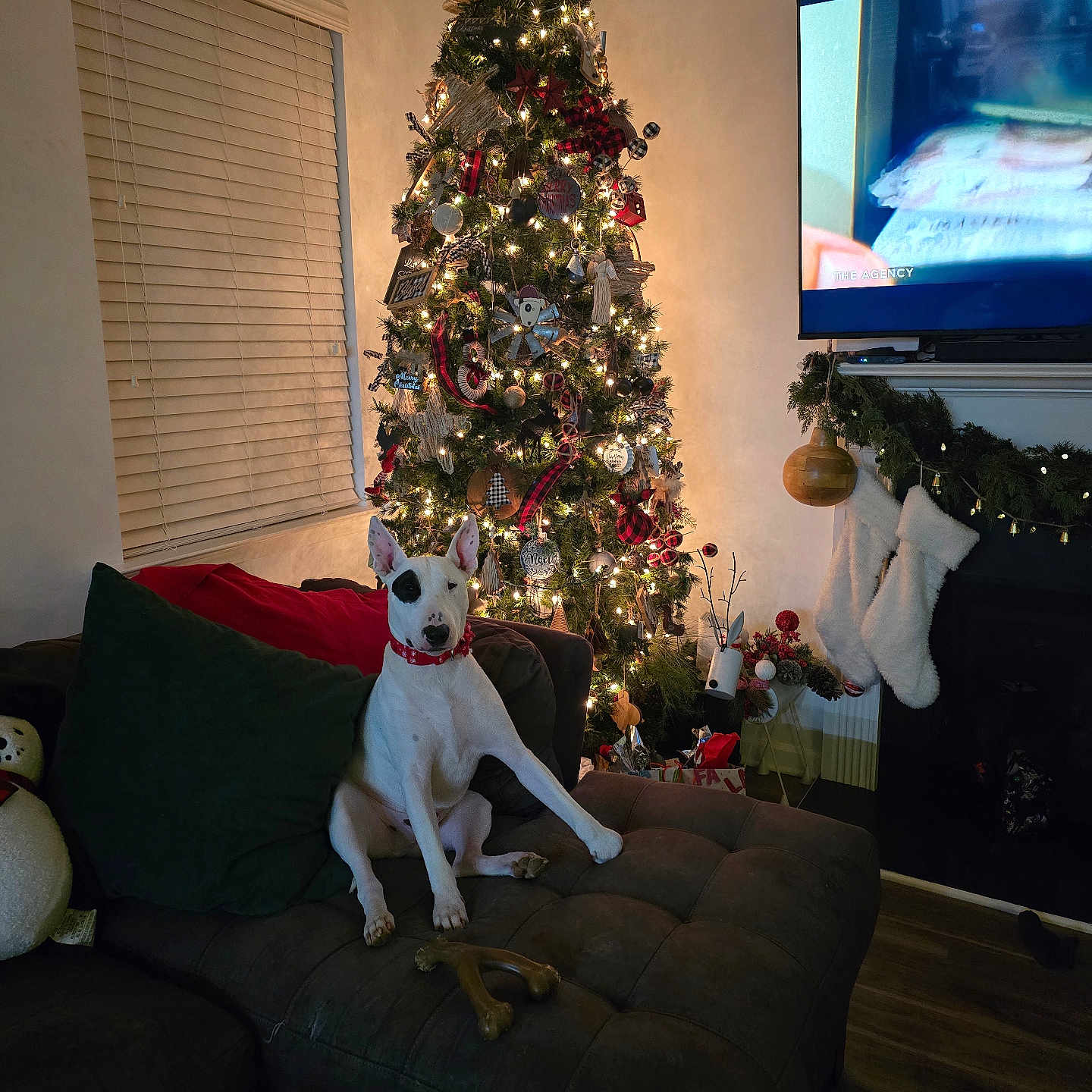 Dozer Samples is registered to the contest to win money with this photo: black_patch, bone_toy, christmas_lights, christmas_tree, couch, cozy, decorations, dog, gift_boxes, holiday_decor, indoor, living_room, mantel, ornaments, plush_toy, stockings, television, white_dog, window_blinds, wood_floor