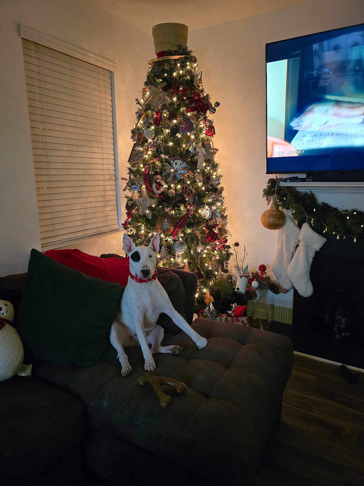 Dozer Samples is registered to the contest to win money with this photo: black_patch, bone_toy, christmas_lights, christmas_tree, couch, cozy, decorations, dog, gift_boxes, holiday_decor, indoor, living_room, mantel, ornaments, plush_toy, stockings, television, white_dog, window_blinds, wood_floor