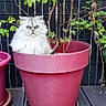 cat, flower_pot, plant, green_leaves, outdoor, wooden_floor, feline, pet, garden, fur, white_cat, green_eyes, animal, nature, potted_plant, pink_pot, curious, sitting, domestic_cat, cute