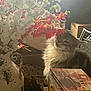 cat, flower, indoor, box, vase, window, light, curious, furniture, decor, rustic, pet, animal, plant, red_flower, white_flower, fluffy, sniffing, soft_light, cozy