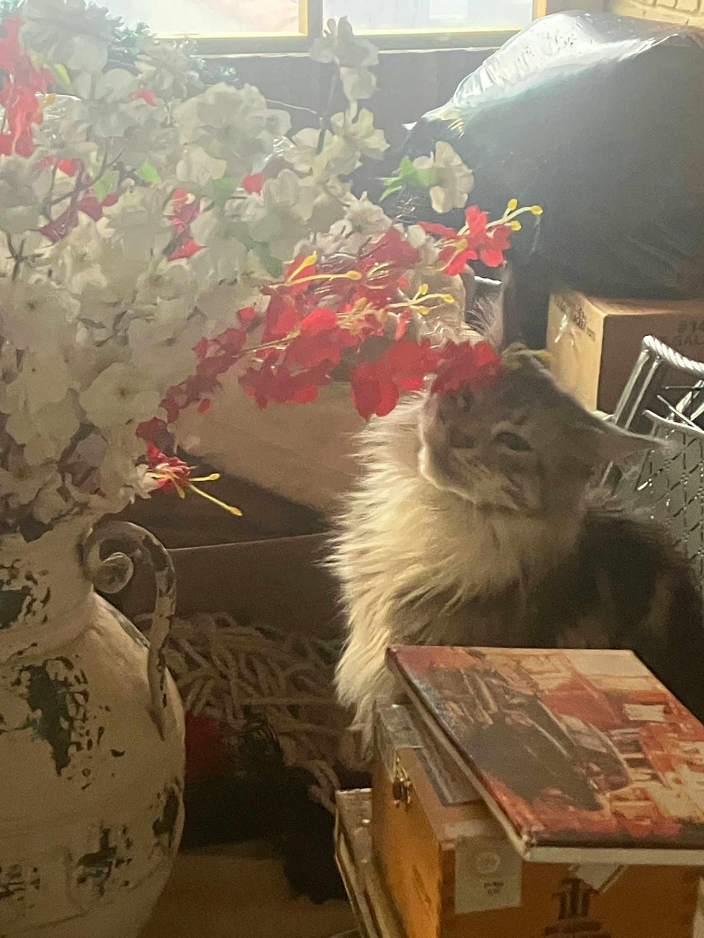 Argento joined the competition — help win amazing prizes! cat, flower, indoor, box, vase, window, light, curious, furniture, decor, rustic, pet, animal, plant, red_flower, white_flower, fluffy, sniffing, soft_light, cozy