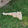 animal, calm, cat, cream_colored, cute, domestic_animal, feline, fluffy, grass, greenery, laying_down, mammal, nature, outdoor, pet, relaxing, resting, stone_wall, sunlight, wildlife