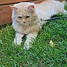 Serge a rejoint le concours — aidez-le/la à gagner de superbes lots ! cat, cream_colored, fluffy, grass, outdoor, wooden_fence, pet, animal, relaxed, nature, greenery, fur, cute, calm, mammal, whiskers, domestic_cat, resting, sunlight, garden
