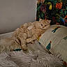 Serge participe au concours pour gagner de l'argent avec cette photo : cat, bed, pillow, fluffy, cream_colored, resting, cactus_pattern, tropical_wallpaper, toucan, pineapple, flower, cozy, indoor, furniture, feline, animal, pet, soft_texture, blanket, colorful