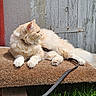 animal, cat, cream_color, doormat, feline, fluffy, grass, leash, nature, outdoor, paws, pet, relaxed, resting, rustic, side_profile, sunlight, texture, whiskers, wooden_door