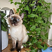Armanda participe au concours pour gagner de l'argent avec cette photo : animal, blue_eyes, cat, curious, cute, domestic, feline, fur, greenery, houseplant, indoor, kitten, leaf, pet, plant, potted_plant, siamese, whiskers, wooden_surface, young
