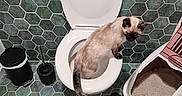Armanda a rejoint le concours — aidez-le/la à gagner de superbes lots ! animal, bathroom, black, brown, cat, clean, curious, exploring, floor_mat, hexagonal_tiles, home, indoor, litter_box, pet, siamese_cat, tiles, toilet, toilet_brush, trash_can, white