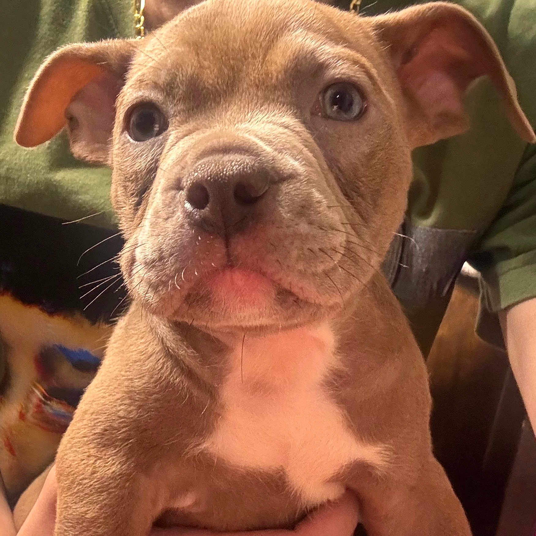 Mochi joined the competition — help win amazing prizes! adorable, animal, brown_fur, chain, close_up, cute, dog, domestic_animal, ears, face, green_shirt, hand, indoor, person, pet, portrait, puppy, whiskers, white_patch, young