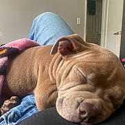 Mochi is registered to the contest to win money with this photo: animal, blanket, brown, canine, close_up, comfort, cozy, cute, denim, dog, home, indoor, lap, pet, puppy, relaxation, resting, sleeping, wrinkles, young_dog