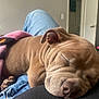 animal, blanket, brown, canine, close_up, comfort, cozy, cute, denim, dog, home, indoor, lap, pet, puppy, relaxation, resting, sleeping, wrinkles, young_dog