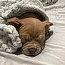 Mochi joined the competition — help win amazing prizes! adorable, animal, bed, blanket, closeup, comfort, cozy, cute, dog, ears, fur, indoor, nap, pet, puppy, relaxed, resting, sleeping, soft, wrinkles