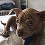 Mochi joined the competition — help win amazing prizes! animal, bed, brown_puppy, chewing, closeup, cozy, cute, dog, folded_blankets, indoor, mirror, paw, pet, playful, puppy, soft_light, toy, white_bedspread, wrinkles, young_dog