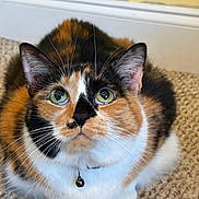 Callie is registered to the contest to win money with this photo: bell, black_fur, calico_cat, carpet, cat, close_up, collar, curious, domestic_cat, ears, fur, green_eyes, indoor, looking_up, orange_fur, paws, pet, portrait, whiskers, white_fur