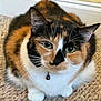 Callie joined the competition — help win amazing prizes! bell, calico_cat, carpet, cat, close_up, collar, cute, domestic, ears, feline, fur, green_eyes, indoor, loaf, paws, pet, portrait, soft_focus, tri_color, whiskers