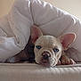 Alya participe au concours pour gagner de l'argent avec cette photo : bed, bedding, blanket, blue_eyes, cozy, cute, dog, ears, french_bulldog, fur, home, indoor, looking_at_camera, nose, paw, pet, portrait, puppy, sleepy, whiskers