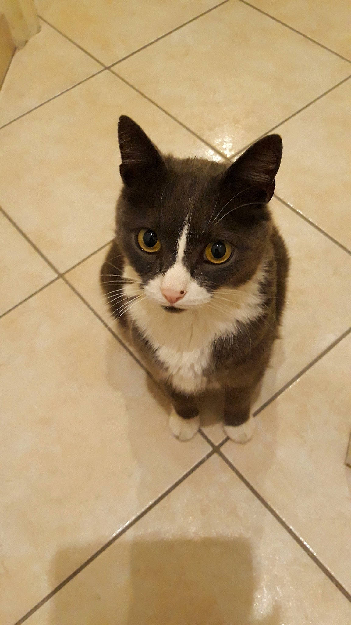 Boston participe au concours pour gagner de l'argent avec cette photo : aegean_cat, carnivore, cat, domestic_short_haired_cat, european_shorthair, fawn, felidae, floor, flooring, kitten, mammal, ojos_azules, polydactyl_cat, small_to_medium_sized_cats, snout, tail, tile, whiskers