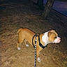 Biggie joined the competition — help win amazing prizes! alert, animal, brown, canine, dog, evening, grass, harness, leash, nature, night, outdoor, park, pet, quiet, side_view, street, tree, walking, white