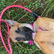 Athena a rejoint le concours — aidez-le/la à gagner de superbes lots ! dog, grass, leash, pink, paw, tongue, ear, nose, collar, playful, outdoor, foot, sandal, greenery, pet, animal, nature, summer, closeup, relaxing