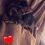 Nala a rejoint le concours — aidez-le/la à gagner de superbes lots ! abyssinian, animal, back, bed, blanket, bodypart, cat, chair, couch, furniture, heart, homedecor, kitten, loveheartsymbol, manx, person, pet, quilt, sleeping, symbol