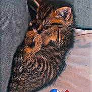 Nala a rejoint le concours — aidez-le/la à gagner de superbes lots ! abyssinian, animal, architecture, armchair, building, cat, chair, couch, cushion, flag, furniture, homedecor, indoors, kitten, livingroom, manx, person, pet, room, sleeping