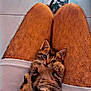 Nala participe au concours pour gagner de l'argent avec cette photo : abyssinian, animal, architecture, armchair, building, cat, chair, clothing, couch, footwear, furniture, hardwood, indoors, kitten, livingroom, manx, person, pet, room, wood