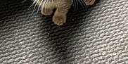 Nala a rejoint le concours — aidez-le/la à gagner de superbes lots ! abyssinian, angora, animal, brasssection, cat, hardwood, horn, kitten, manx, mat, musicalinstrument, pet, siamese, slate, stainedwood, wood