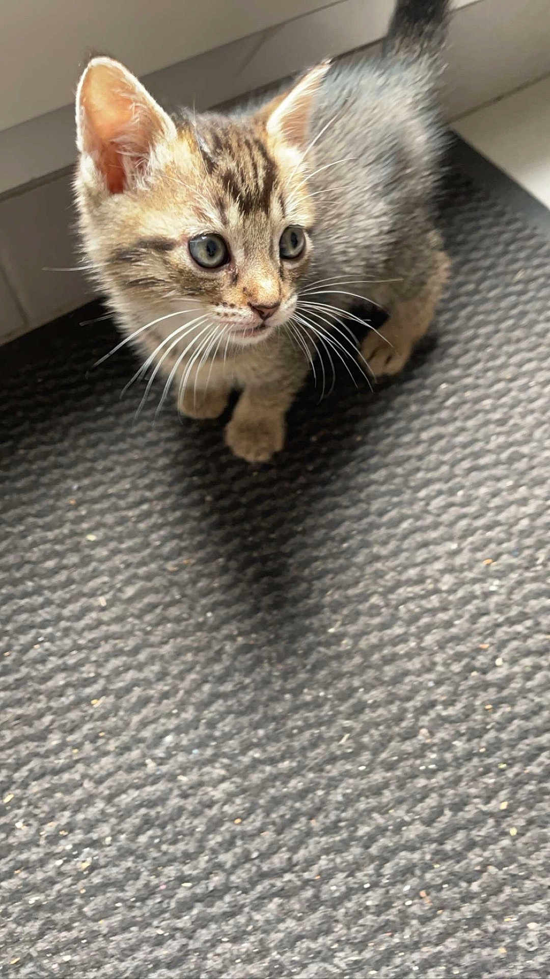 Nala