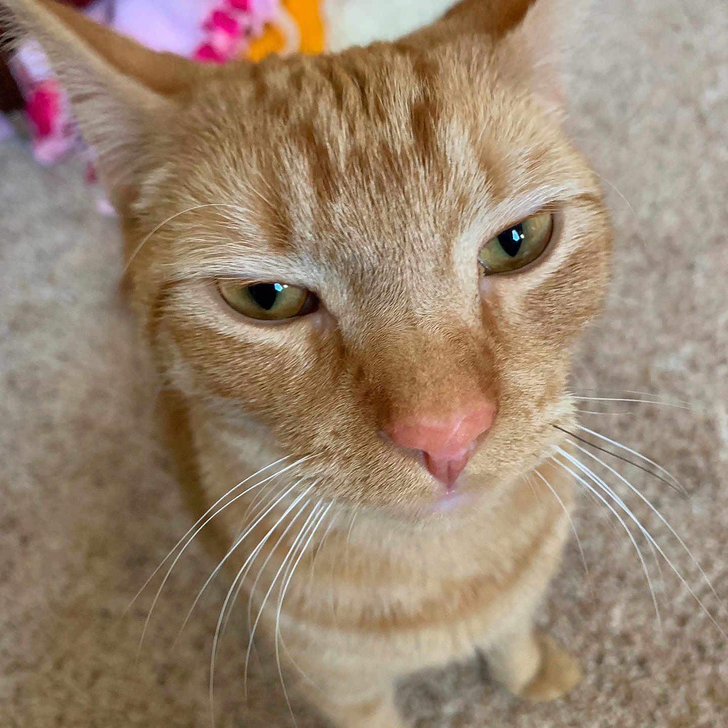Mr. Tinkles