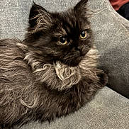 Arya participe au concours pour gagner de l'argent avec cette photo : cat, fluffy, gray, feline, pet, indoor, couch, relaxed, fur, yellow_eyes, animal, cute, portrait, whiskers, domestic, mammal, resting, closeup, soft, companion