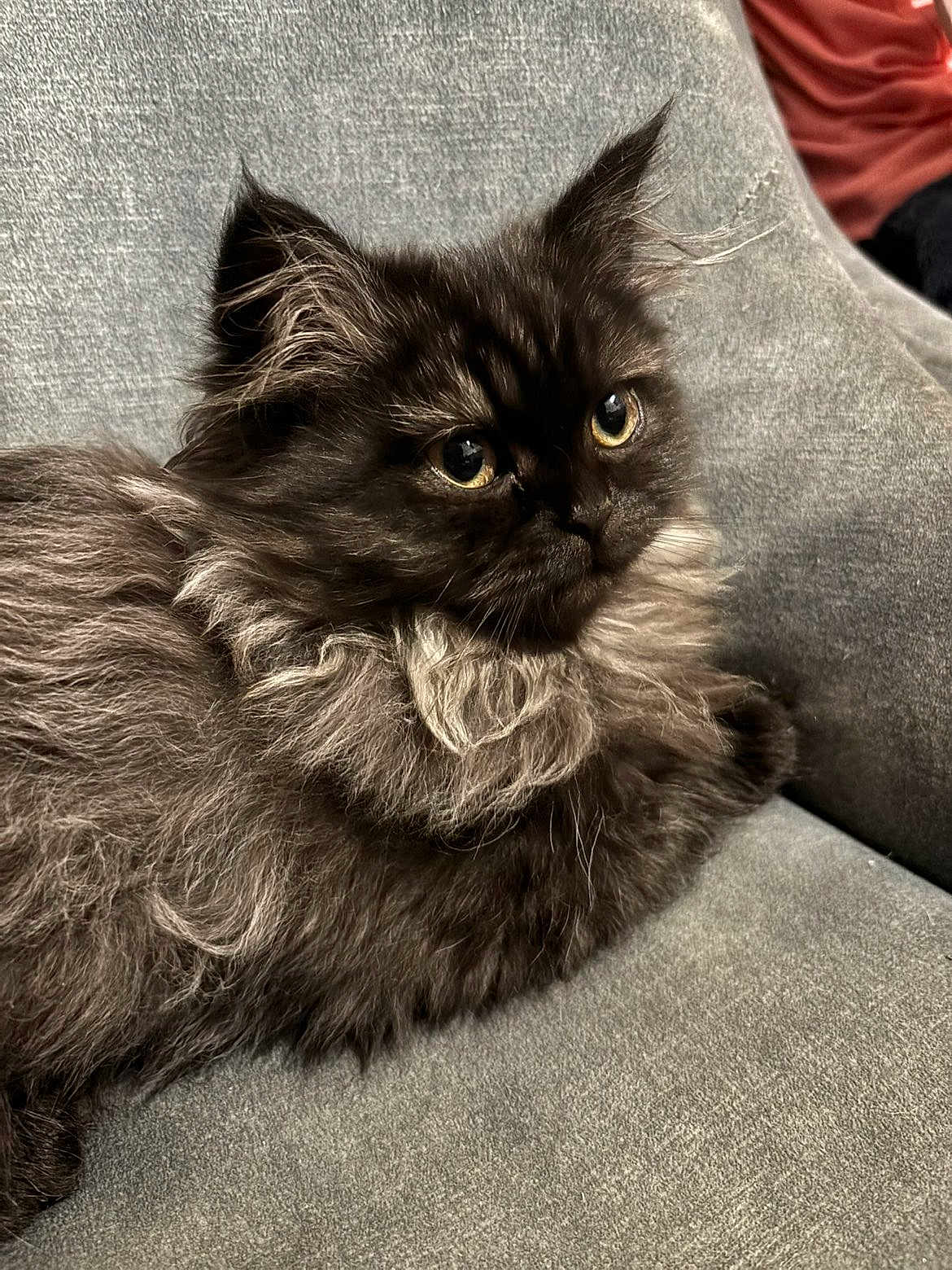 Arya participe au concours pour gagner de l'argent avec cette photo : cat, fluffy, gray, feline, pet, indoor, couch, relaxed, fur, yellow_eyes, animal, cute, portrait, whiskers, domestic, mammal, resting, closeup, soft, companion