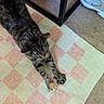 cat, tabby, striped_fur, pet, animal, stretching, lying_down, paws, whiskers, ears, indoor, rug, checkered_rug, carpet, chair, shoes, home, floor, top_down_view, relaxed