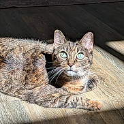 Jiji joined the competition — help win amazing prizes! cat, tabby_cat, pet, feline, animal, lying_down, sunbeam, wooden_floor, indoor, home, whiskers, blue_eyes, ears, fur, striped_fur, relaxed, portrait, close_up, shadow, sunlight