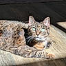 cat, tabby_cat, pet, feline, animal, lying_down, sunbeam, wooden_floor, indoor, home, whiskers, blue_eyes, ears, fur, striped_fur, relaxed, portrait, close_up, shadow, sunlight