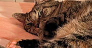 Jiji joined the competition — help win amazing prizes! cat, tortoiseshell_cat, sleeping, resting, curled_up, fur, striped_fur, green_eye, paw, tail, whiskers, pet, domestic_animal, blanket, bed, cozy, indoors, close_up, portrait, relaxed