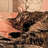cat, tortoiseshell_cat, sleeping, resting, curled_up, fur, striped_fur, green_eye, paw, tail, whiskers, pet, domestic_animal, blanket, bed, cozy, indoors, close_up, portrait, relaxed
