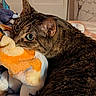 cat, tabby_cat, feline, pet, green_eyes, close_up, portrait, lying_down, relaxed, fur, striped_fur, whiskers, pointed_ears, animal, plush_blanket, stuffed_toy, bedroom, indoor, cozy, photography