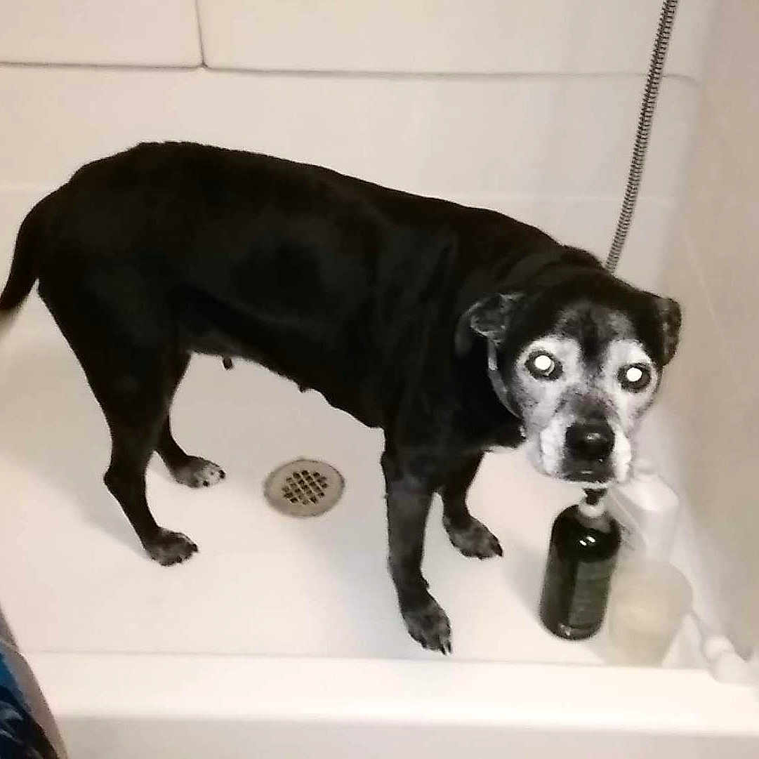 Diddy joined the competition — help win amazing prizes! animal, bathroom, bathtub, black_dog, blue_curtain, bottle, curious, dog, drain, flash, glowing_eyes, indoor, leash, pet, shower_curtain, standing, tile, toiletries, wet_floor, white_tub