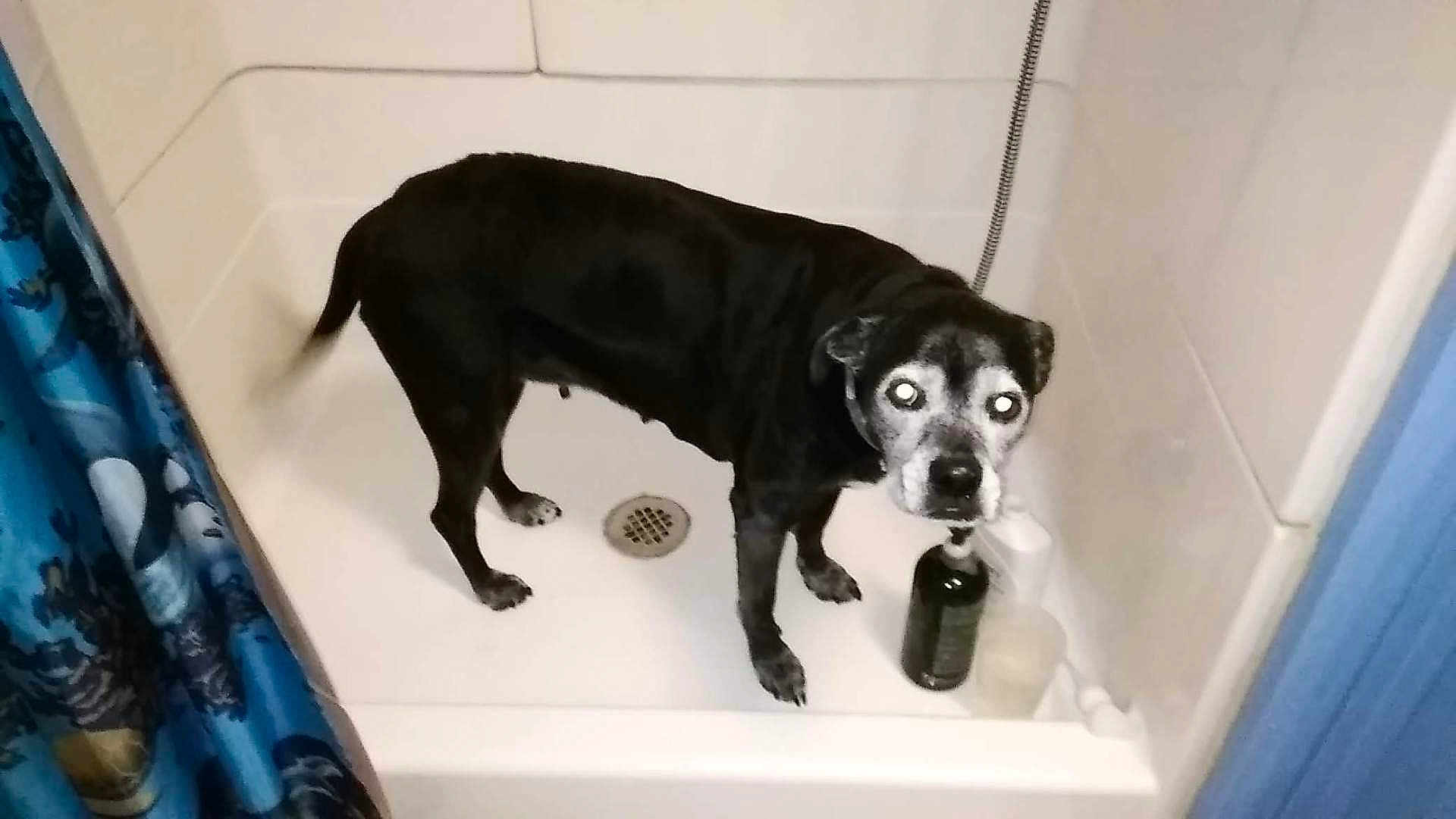 Diddy joined the competition — help win amazing prizes! animal, bathroom, bathtub, black_dog, blue_curtain, bottle, curious, dog, drain, flash, glowing_eyes, indoor, leash, pet, shower_curtain, standing, tile, toiletries, wet_floor, white_tub