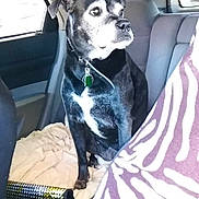 Diddy is registered to the contest to win money with this photo: animal, backseat, black_dog, blanket, car_interior, collar, curious, dog, domestic_animal, ears, fur, indoor, looking_out, pet, resting, seat, sitting, snout, transportation, window